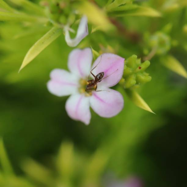istock Macro closeup of a small colourful flower 1189321690