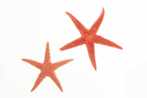 Red starfish on blue water