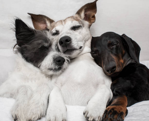 perros bajo manta abrazo y acogedor juntos - people dog winter cute fotografías e imágenes de stock