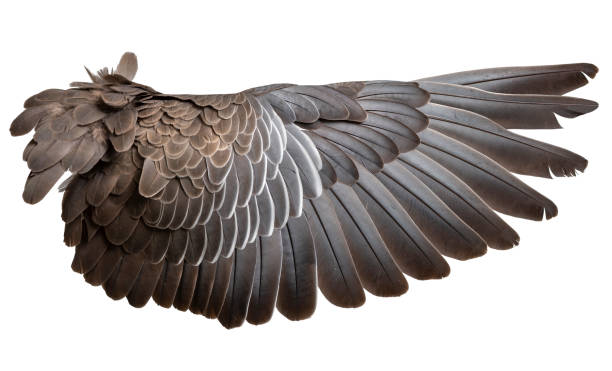istock Wing of bird wide open isolated on white 1189324179