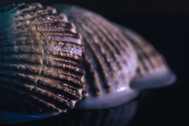 Close up Beautiful seashells on a black background texture. Macro photography view.