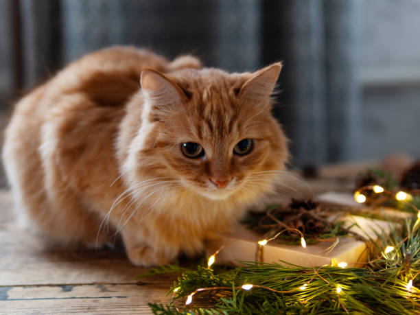 istock Cute ginger cat is sniffing hand made Christmas presents. Pine tree and fir tree branches on wooden table with light bulbs. 1189324538