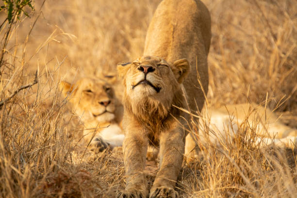 istock A pride of lions 1189325944