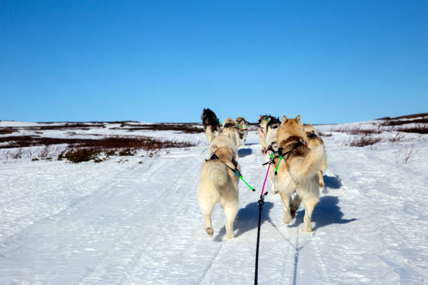 A team of husky sled dogs running on a snowy wilderness road in Iceland A team of husky sled dogs running on a snowy wilderness road in Iceland dogsledding stock pictures, royalty-free photos & images