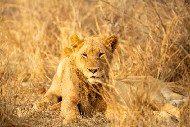 istock A pride of lions 1189328330