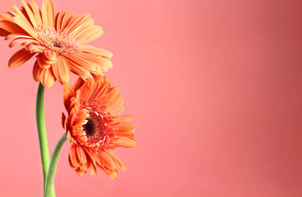 istock Two Beautiful Orange Gerbera Daisies Against Coral Colored Background 1189328433