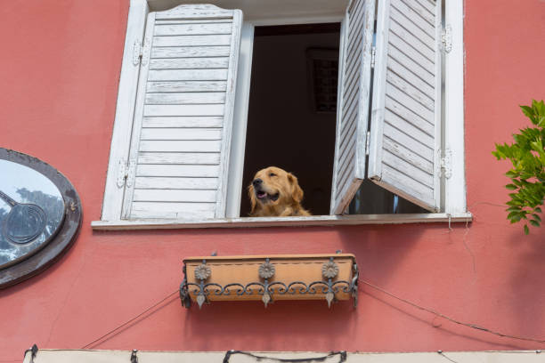 istock cute dog watching out the window 1189329501