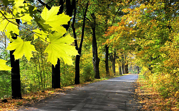 istock Road through the autumnal park 118933079