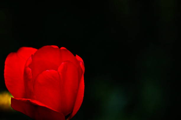 istock Backgrounds 2019. Red tulip. Bavaria, Germany. 1189330987