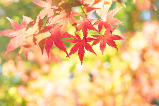 istock Autumn Red Leaves With Sunlight 1189332875