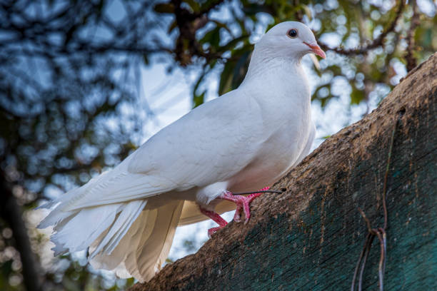 istock White pigeon on a farm at Samaipata Bolivia. 1189332931