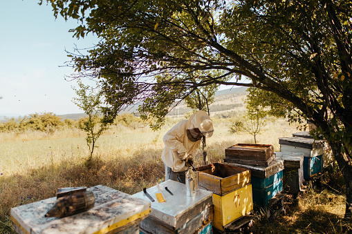 Photo of a beekeeper in apiary, checking his beehives