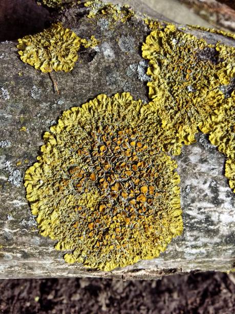 istock Yellow lichen on the bark of a tree. Tree trunk affected by lichen. Moss on a tree branch. Textured wood surface with lichens colony. Fungus ecosystem on trees bark. 1189333398