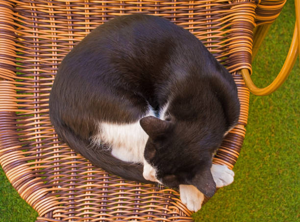 istock Street Cat in Beyoglu Istanbul 1189333425