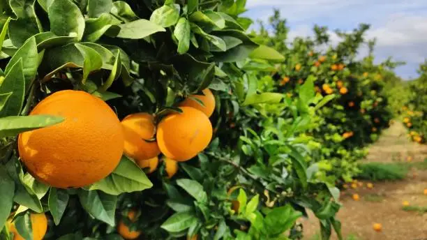 Orange fruits ready ti be picked Up. C Vitamine fruits.
