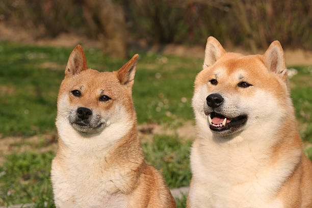 2 つの犬-柴犬 - 柴犬 ストックフォトと画像