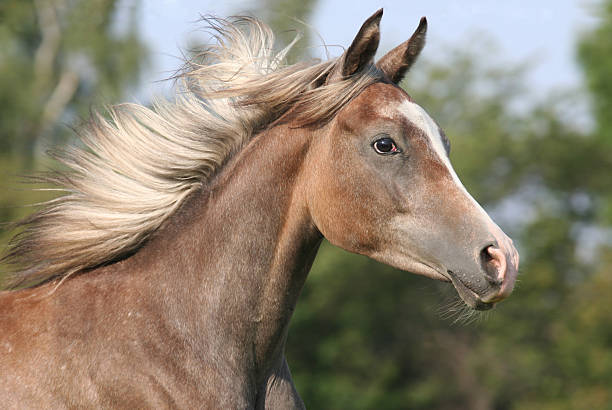 istock Running arabian horse 118933731