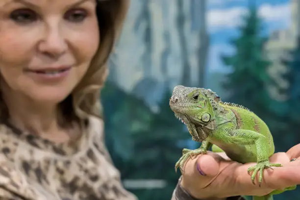 Iguana in the hands of women