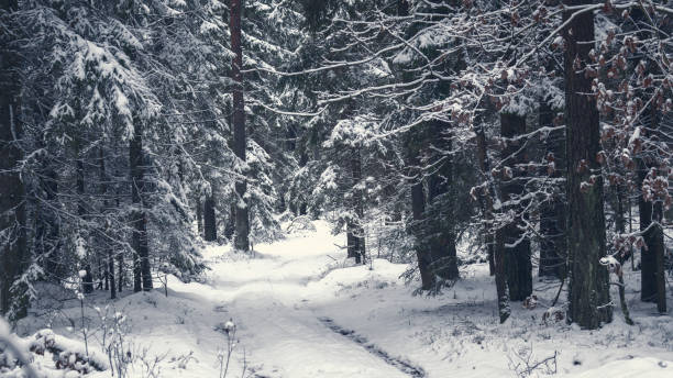 forest road in foggy night in winter. - forest road nature birch tree imagens e fotografias de stock