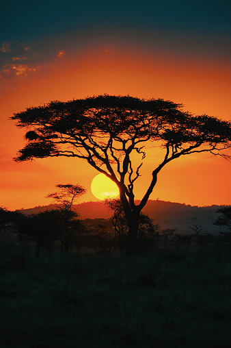African Acacia tree in the last daylight, Serengeti National Park, Tanzania/East Africa.