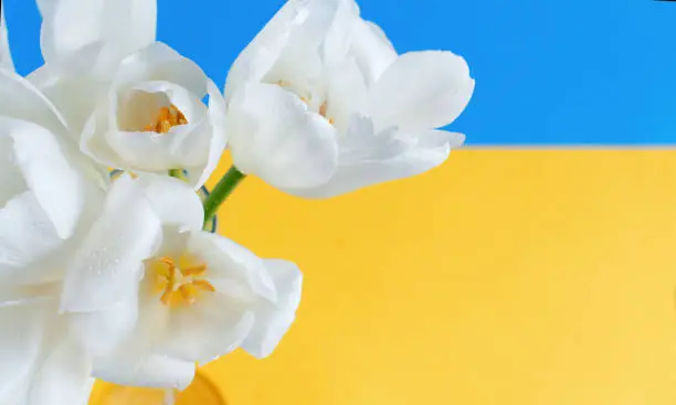 WhiteTulips flowers on a blue and yellow backgroundclose up