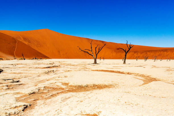 istock Dead acacias in sossusvlei, Namibia, Africa 1189341274