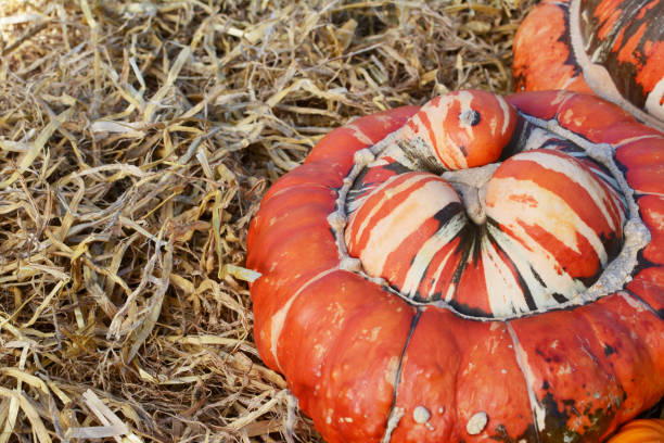 istock Fall Turks Turban gourd with a deep orange cap on straw 1189341955