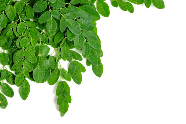 Moringa leaves on white background stock photo