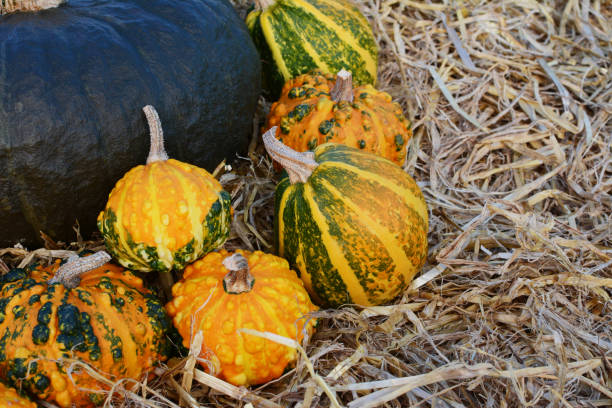 istock Orange and green ornamental gourds against dark green gourd 1189342425