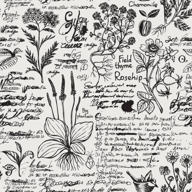 290+ Medieval Herbalist Stock Illustrations, Royalty-Free Vector