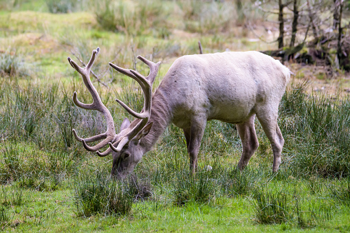 Leucistic european red deer stag grazing in a forest