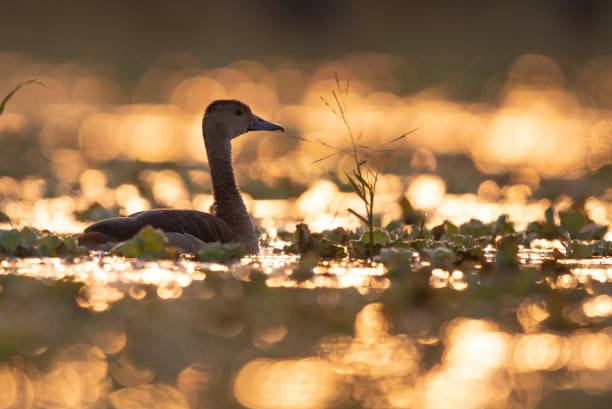 istock Lesser whistling at sunrise in pond 1189343494