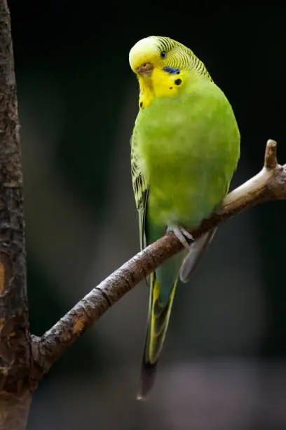 Closeup of a natural colored budgie on a branch