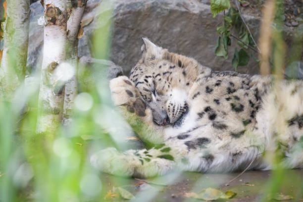snow leopard - prowl imagens e fotografias de stock
