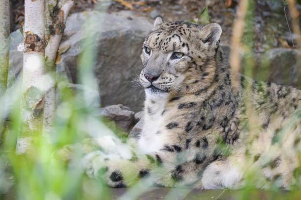 snow leopard - prowl imagens e fotografias de stock