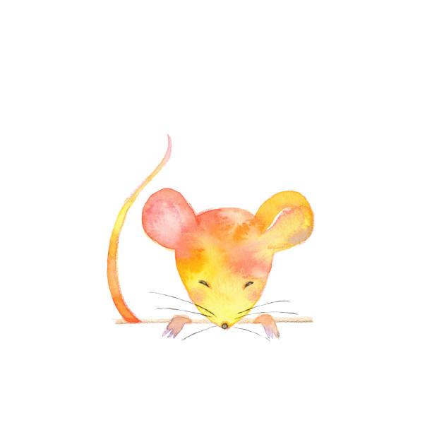 ilustrações, clipart, desenhos animados e ícones de rato alaranjado - mouse computer mouse pets white background