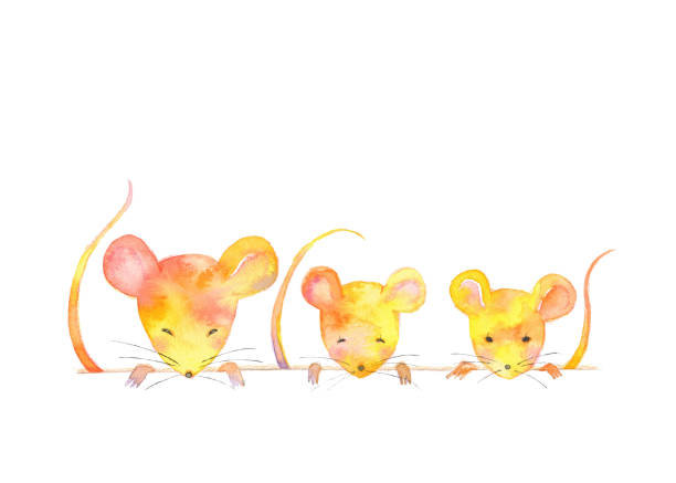 ilustrações, clipart, desenhos animados e ícones de rato alaranjado - mouse computer mouse pets white background