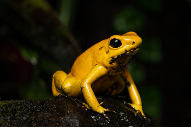 złota żaba trucizna - golden frog zdjęcia i obrazy z banku zdjęć