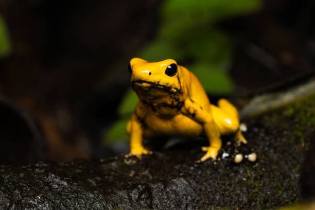 złota żaba trucizna - golden frog zdjęcia i obrazy z banku zdjęć