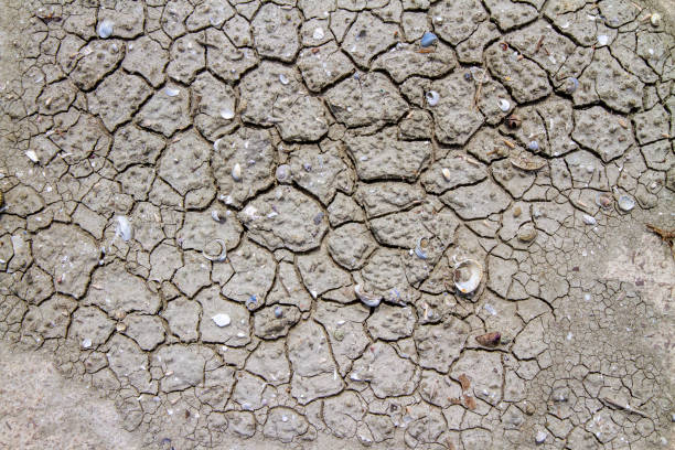 Close up of dry sand and animal shells in dry lake