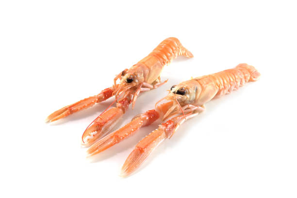 Two fresh Norway Lobster also called scampi or langoustine, expensive seafood isolated on a white background, copy space, selected focus