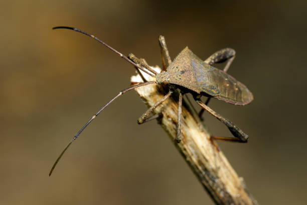 istock Image of Leaf-footed Bug(Coreidae) on dry branches. Insect. Animal. 1189348703