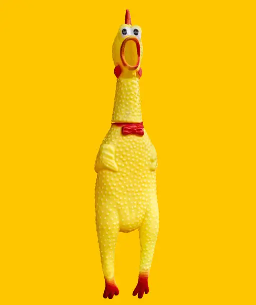 Photo of Shrilling Chicken squeaky toy, Chicken dolls are shocked. Toy rubber shriek yellow cock isolated on yellow background