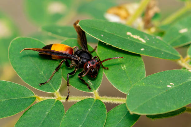 Image Of Lesser Banded Hornet On The Green Leaf Insect Animal Stock Photo - Download Image Now - iStock Image Of Lesser Banded Hornet On The Green Leaf Insect Animal Stock Photo - Download Image Now - iStock