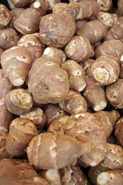 istock The Jerusalem artichoke, also called sunroot, sunchoke, or earth apple. 1189348794