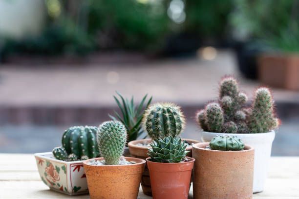 istock Morning outdoor activity to watering cactus pot plant, copy space 1189349302