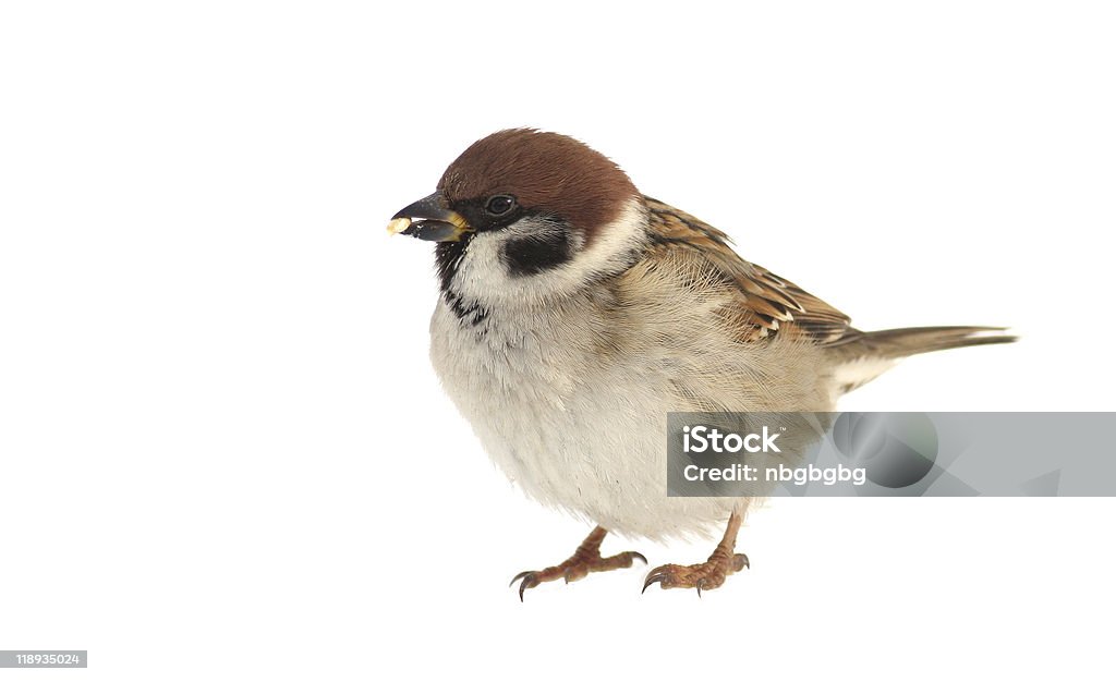 Sparrow  Sparrow Stock Photo