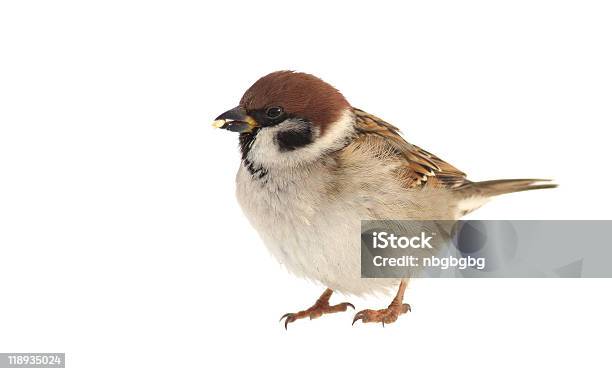 Sparrow Stock Photo - Download Image Now - Sparrow, White Background, Bird