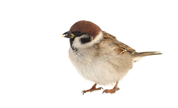 воробьиные - tree sparrow стоковые фото и изображения