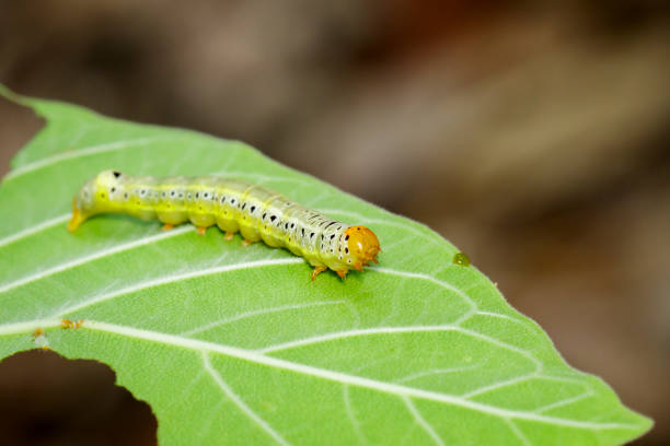 istock Image of Green worms (caterpillars) on green leaf. Insect. Animal. 1189350341